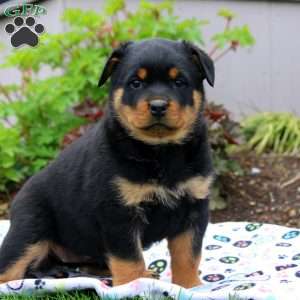 Millie, Rottweiler Puppy