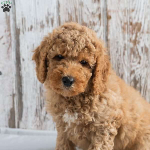 Milo, Mini Labradoodle Puppy