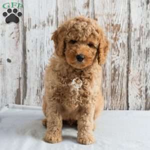 Milo, Mini Labradoodle Puppy