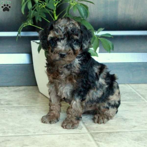 Milo, Miniature Poodle Puppy
