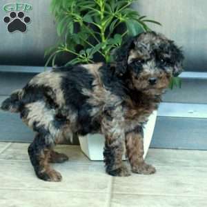 Milo, Miniature Poodle Puppy