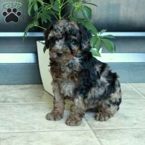 Milo, Miniature Poodle Puppy
