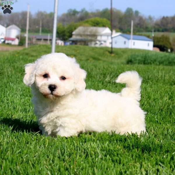 Milo, Bichon Frise Puppy
