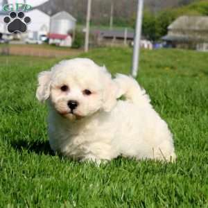 Milo, Bichon Frise Puppy