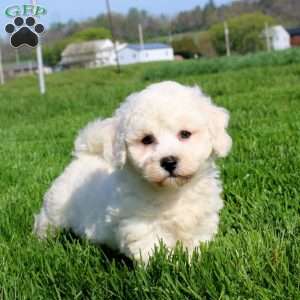 Milo, Bichon Frise Puppy