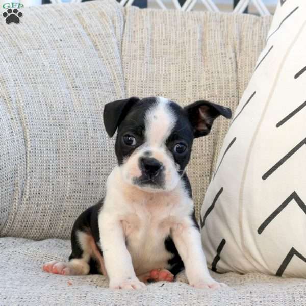 Milton, Boston Terrier Puppy