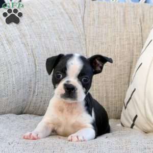 Milton, Boston Terrier Puppy