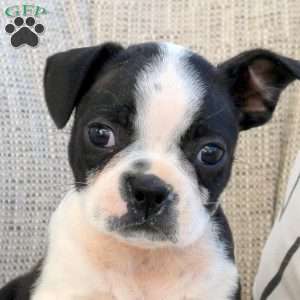 Milton, Boston Terrier Puppy