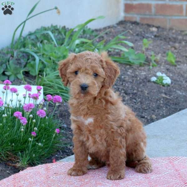 Miracle, Cockapoo Puppy
