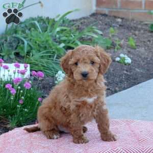 Miracle, Cockapoo Puppy