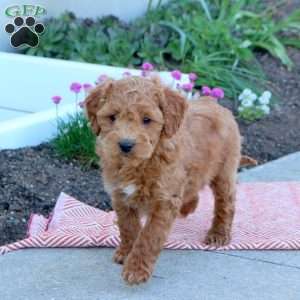 Miracle, Cockapoo Puppy
