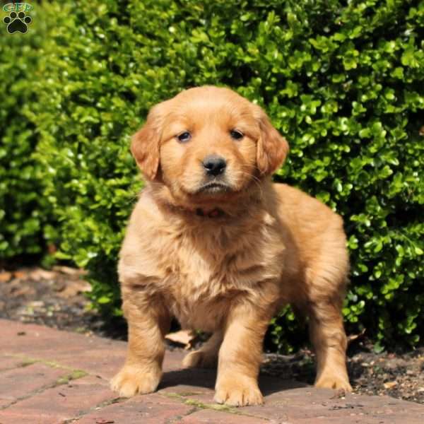 Missy, Golden Retriever Puppy