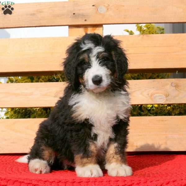 Mitchell, Bernedoodle Puppy