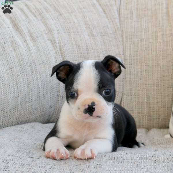 Morris, Boston Terrier Puppy