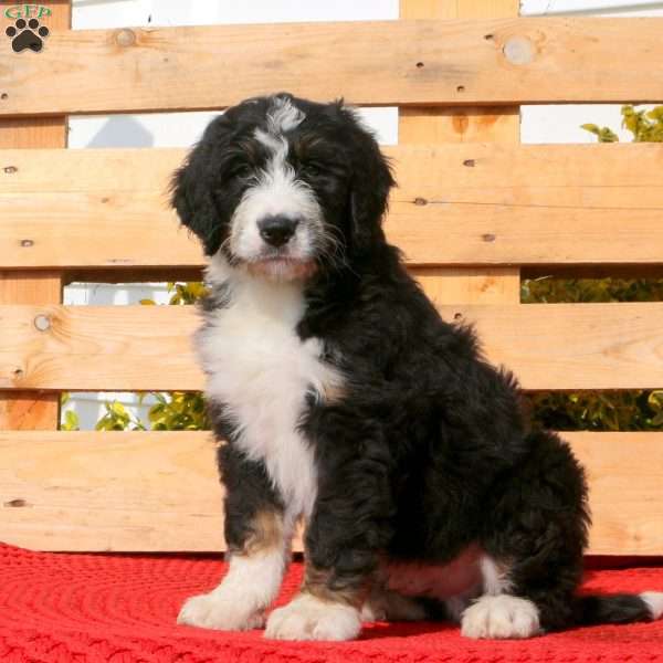 Morris, Bernedoodle Puppy