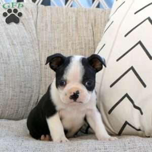 Morris, Boston Terrier Puppy