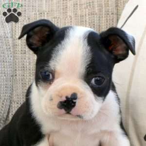 Morris, Boston Terrier Puppy