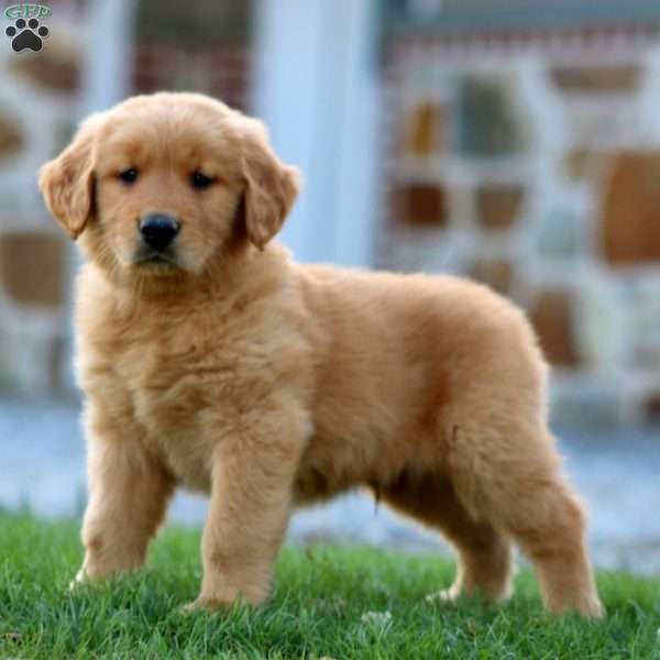 Mr. Sprite, Golden Retriever Puppy