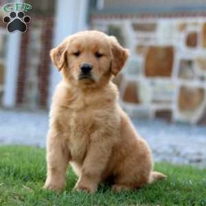 Mr. Sprite, Golden Retriever Puppy