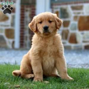 Mr. Sprite, Golden Retriever Puppy