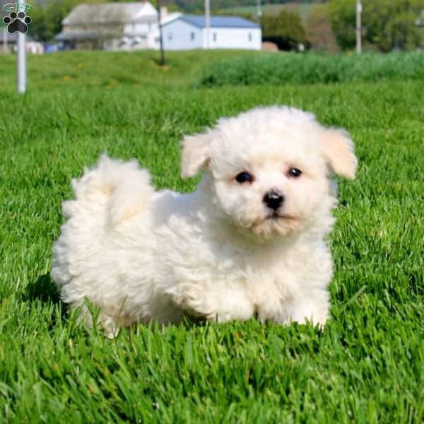 Muff, Bichon Frise Puppy