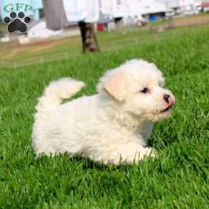 Muff, Bichon Frise Puppy