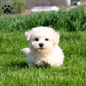 Muff, Bichon Frise Puppy