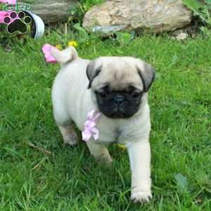 Nancy, Pug Puppy