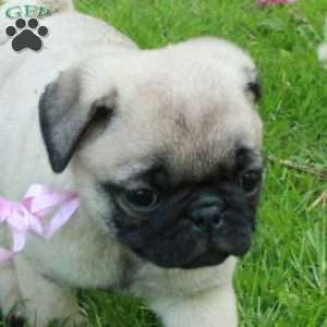 Nancy, Pug Puppy