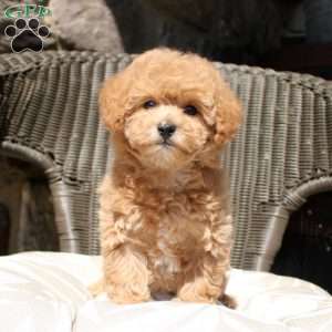 Natalie, Bich-Poo Puppy