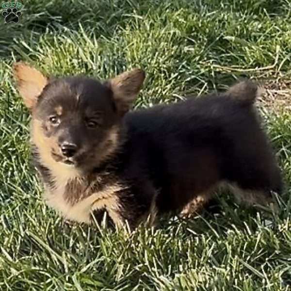 Natalie, Pembroke Welsh Corgi Puppy