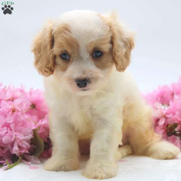 Nathan, Cavachon Puppy
