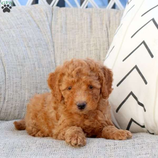 Nathan-F1B, Mini Goldendoodle Puppy