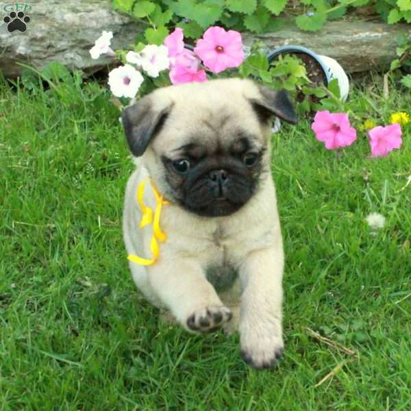 Nathan, Pug Puppy