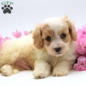 Nathan, Cavachon Puppy