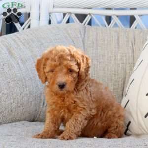 Nathan-F1B, Mini Goldendoodle Puppy