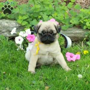 Nathan, Pug Puppy