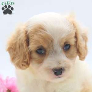 Nathan, Cavachon Puppy