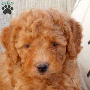 Nathan-F1B, Mini Goldendoodle Puppy