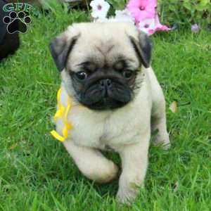 Nathan, Pug Puppy