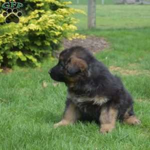Navy, German Shepherd Puppy