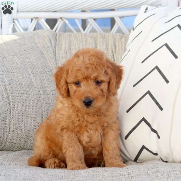 Neil-F1B, Mini Goldendoodle Puppy