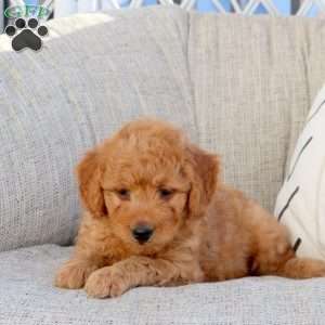 Neil-F1B, Mini Goldendoodle Puppy