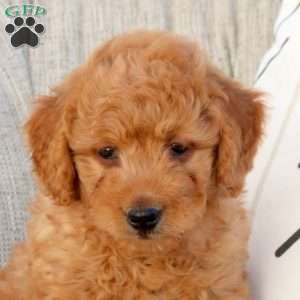 Neil-F1B, Mini Goldendoodle Puppy