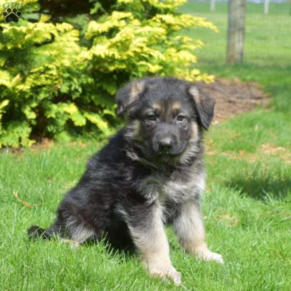Neko, German Shepherd Puppy