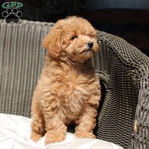Nella, Bich-Poo Puppy