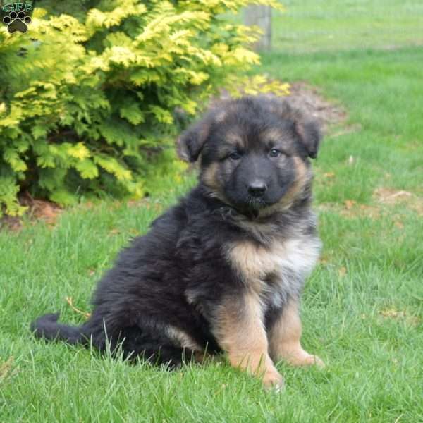 Nellie, German Shepherd Puppy