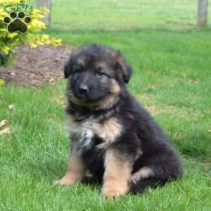 Nellie, German Shepherd Puppy
