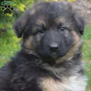 Nellie, German Shepherd Puppy