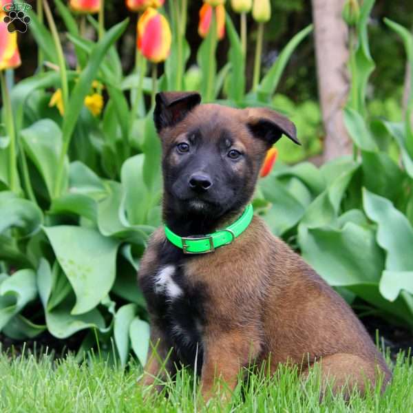 Nelson, Belgian Malinois Puppy